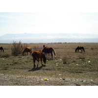 Picture Kazakhstan Almaty to Charyn Canyon road 2007-03 120 - Transport Almaty to Charyn Canyon road