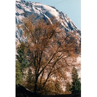 Picture United States Yosemite National Park 1992-08 8 - City View Yosemite National Park