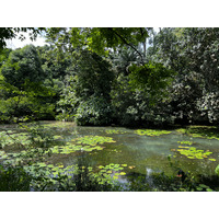 Picture Singapore Singapore Botanic Gardens 2023-01 6 - Savings Singapore Botanic Gardens