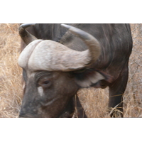 Picture South Africa Kruger National Park Sable River 2008-09 12 - Cost Sable River