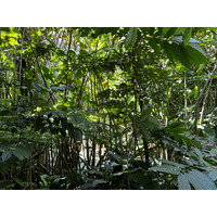 Picture Singapore Singapore Botanic Gardens 2023-01 30 - Hotel Pool Singapore Botanic Gardens