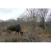 Picture South Africa Kruger National Park Sable River 2008-09 11 - Streets Sable River