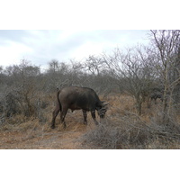 Picture South Africa Kruger National Park Sable River 2008-09 4 - Lands Sable River