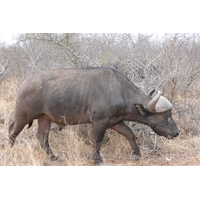 Picture South Africa Kruger National Park Sable River 2008-09 1 - Shopping Sable River