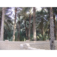 Picture United Arab Emirates Al Ain Al Ain Oasis 2005-03 31 - Savings Al Ain Oasis