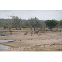 Picture South Africa Kruger National Park Mpondo 2008-09 5 - Walking Street Mpondo