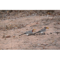 Picture South Africa Kruger National Park Mpondo 2008-09 28 - Walking Street Mpondo