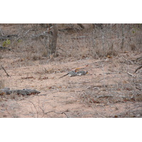 Picture South Africa Kruger National Park Mpondo 2008-09 37 - Walking Street Mpondo