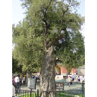 Picture China Beijing Temple of Heaven 2002-05 4 - Cost Temple of Heaven