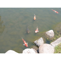 Picture Japan Tokyo Kyu Shiba rikyu Gardens 2010-06 17 - Summer Kyu Shiba rikyu Gardens