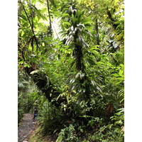 Picture Guadeloupe Carbet Falls 2021-02 18 - Waterfall Carbet Falls