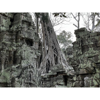 Picture Cambodia Siem Reap Ta Prohm 2023-01 130 - Land Ta Prohm