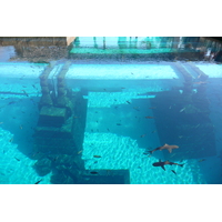 Picture United Arab Emirates Dubai Dubai Aquaventure 2009-01 28 - Hotel Pools Dubai Aquaventure