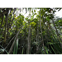 Picture Singapore Singapore Botanic Gardens 2023-01 68 - Monuments Singapore Botanic Gardens