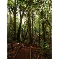 Picture New Caledonia Parc de la Riviere Bleue Le Grand Kaori 2010-05 14 - Rooms Le Grand Kaori