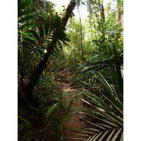 Picture New Caledonia Parc de la Riviere Bleue Le Grand Kaori 2010-05 40 - Monument Le Grand Kaori