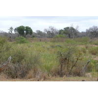 Picture South Africa Kruger National Park Sable River 2008-09 76 - Room Sable River