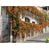 Picture Italy Sicily Taormina 2020-02 96 - Streets Taormina