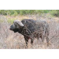 Picture South Africa Kruger National Park Sable River 2008-09 16 - Price Sable River