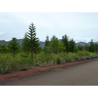 Picture New Caledonia Parc de la Riviere Bleue 2010-05 142 - Land Parc de la Riviere Bleue