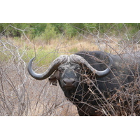 Picture South Africa Kruger National Park Sable River 2008-09 77 - Lake Sable River