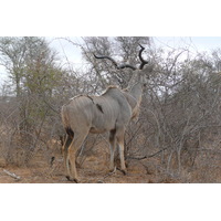 Picture South Africa Kruger National Park Sable River 2008-09 85 - Lake Sable River