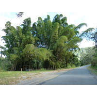 Picture New Caledonia Tontouta to Thio road 2010-05 20 - City Tontouta to Thio road