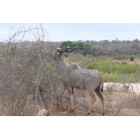 Picture South Africa Kruger National Park Sable River 2008-09 8 - Summer Sable River