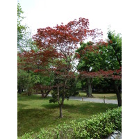 Picture Japan Kyoto Nijo Castle 2010-06 113 - Lake Nijo Castle