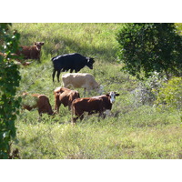 Picture New Caledonia Tontouta to Thio road 2010-05 122 - Price Tontouta to Thio road