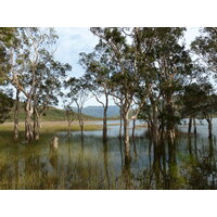 Picture New Caledonia Parc de la Riviere Bleue 2010-05 44 - Lands Parc de la Riviere Bleue