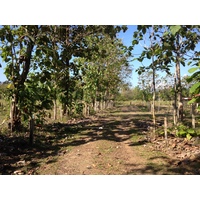 Picture Costa Rica Uvita 2015-03 102 - Rain Season Uvita