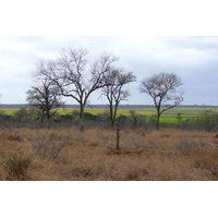 Picture South Africa Kruger National Park Crocodile River road 2008-09 42 - To see Crocodile River road