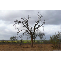 Picture South Africa Kruger National Park Crocodile River road 2008-09 39 - Rain Season Crocodile River road