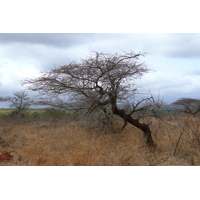 Picture South Africa Kruger National Park Crocodile River road 2008-09 28 - Resorts Crocodile River road