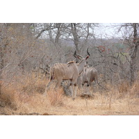 Picture South Africa Kruger National Park Crocodile River road 2008-09 44 - Weather Crocodile River road