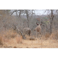 Picture South Africa Kruger National Park Crocodile River road 2008-09 35 - Transport Crocodile River road