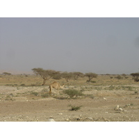 Picture Sultanate of Oman Buraimi to Mahada road 2005-03 10 - Lakes Buraimi to Mahada road