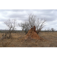 Picture South Africa Kruger National Park Crocodile River road 2008-09 25 - Rental Crocodile River road