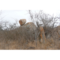 Picture South Africa Kruger National Park Crocodile River road 2008-09 10 - Rooms Crocodile River road