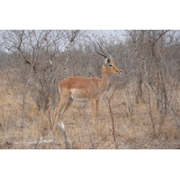 Picture South Africa Kruger National Park Crocodile River road 2008-09 2 - Hot Season Crocodile River road