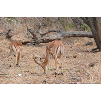 Picture South Africa Kruger National Park Crocodile River road 2008-09 50 - Rental Crocodile River road