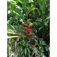 Picture Guadeloupe La Grande Soufriere 2021-02 6 - Waterfall La Grande Soufriere