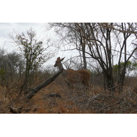 Picture South Africa Kruger National Park Crocodile River road 2008-09 21 - City View Crocodile River road