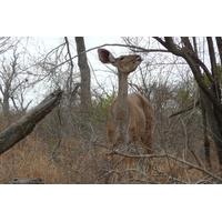 Picture South Africa Kruger National Park Crocodile River road 2008-09 26 - Transport Crocodile River road