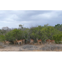 Picture South Africa Kruger National Park Crocodile River road 2008-09 60 - Land Crocodile River road