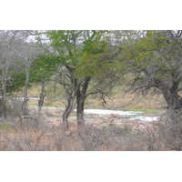 Picture South Africa Kruger National Park Crocodile River 2008-09 11 - Price Crocodile River