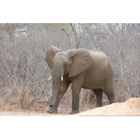 Picture South Africa Kruger National Park Sable River 2008-09 22 - Resorts Sable River