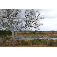 Picture South Africa Kruger National Park Crocodile River 2008-09 4 - Price Crocodile River