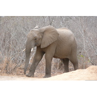 Picture South Africa Kruger National Park Sable River 2008-09 18 - Lake Sable River